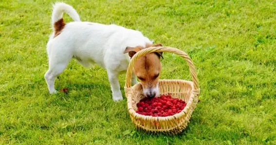 Can dogs eat raspberries