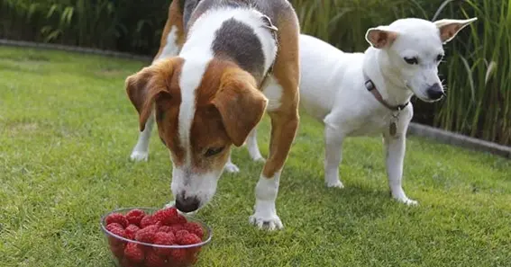 Health Benefits Of Consuming Raspberries For Dogs