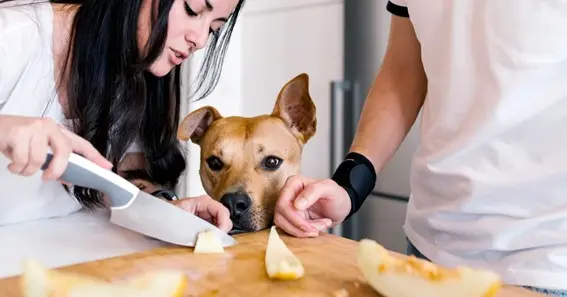 Top Safety Rules And Advice For Giving Your Dog Cantaloupe