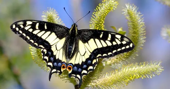 Anise Swallowtail Butterfly