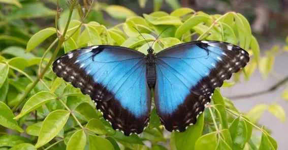 Black And Blue Butterfly