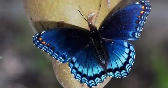 Blue And Purple Butterfly