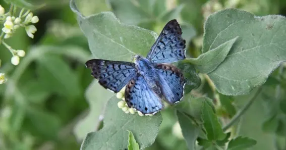 Blue Metalmark Butterfly 