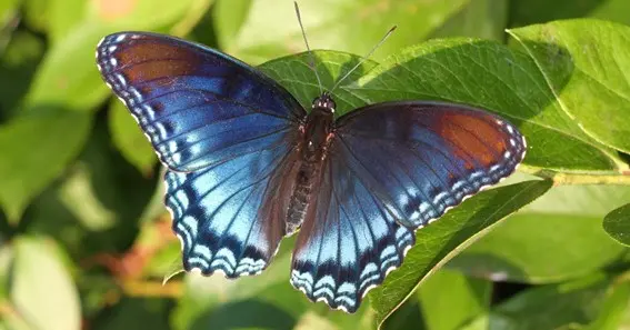 Brown And Blue Butterfly