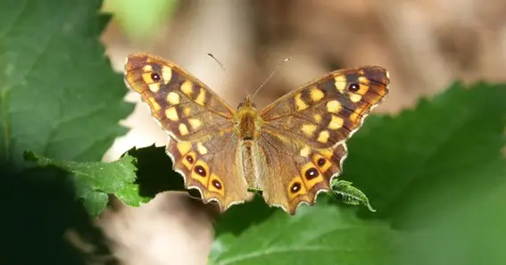 Brown and Yellow Butterfly