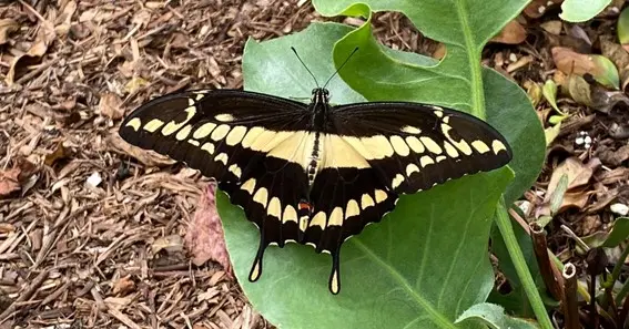 Giant Swallowtail Butterfly 