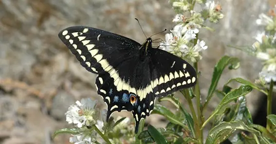 Indra Swallowtail Butterfly 