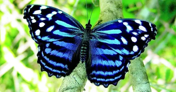 Mexican Bluewing Butterfly