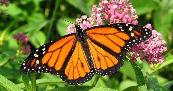 orange butterfly meaning