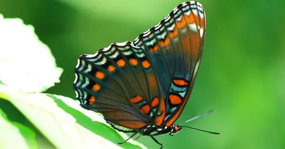 Red-Spotted Admiral