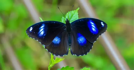 The Great Eggfly Butterfly