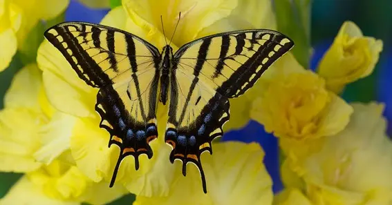 Three-Tailed Tiger Swallowtail