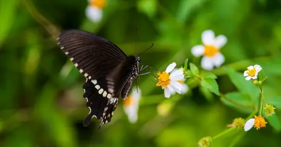 What Is Black Butterfly Meaning In Different Cultures