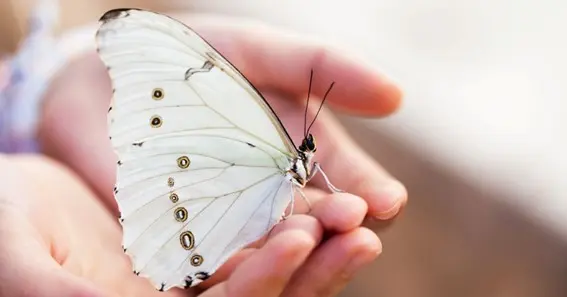 What Is White Butterfly Meaning