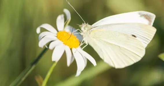 White Butterfly Following You