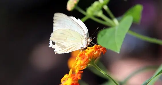 White Butterfly Meaning