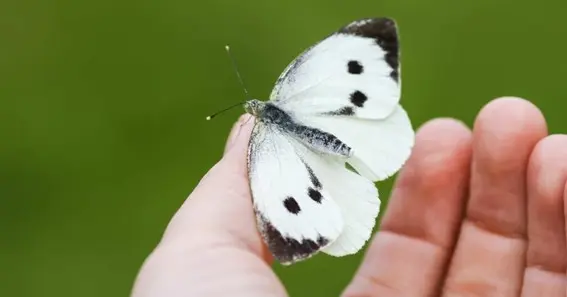 White Butterfly On You