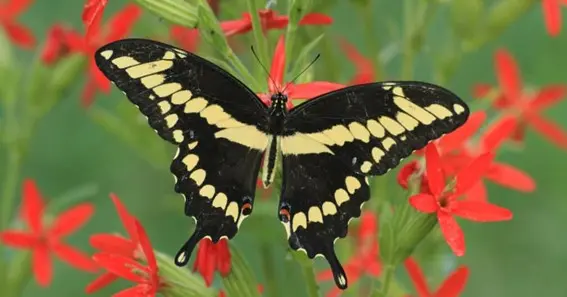 Yellow and Black Butterfly