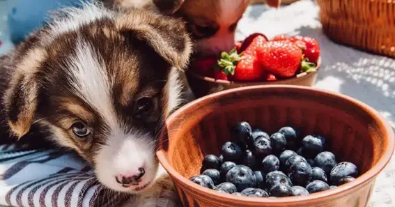 Can puppies have raspberries