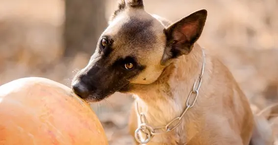 Can you give dogs cantaloupe