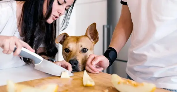 Guidelines for Feeding Your Dog