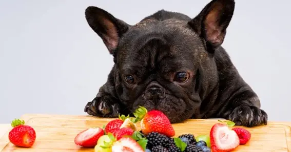 Health Benefits of Raspberries for Dogs