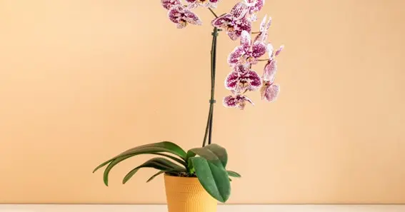 How often to water orchids