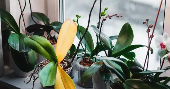 Indicators of overwatering and underwatering Orchids