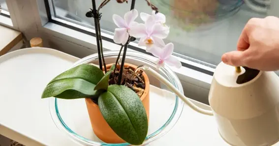 Optimal Watering Practices for Orchids