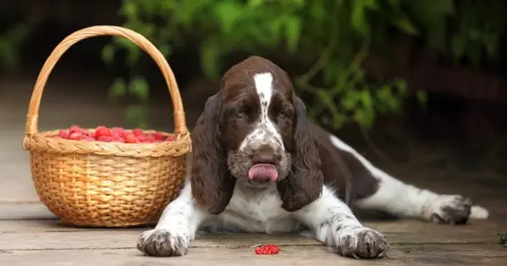 can dogs have raspberry