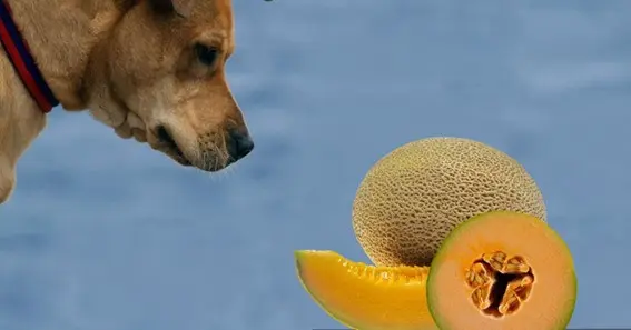 Cantaloupe good for dogs