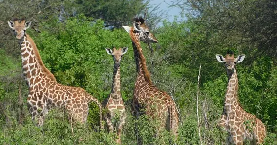 Role of Giraffes in Their Ecosystem