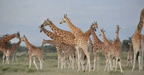 Social Structure of Giraffes