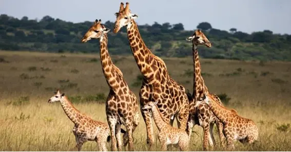 What is a group of giraffes called