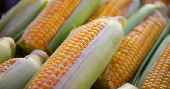 Things You Ought To Understand About Corn