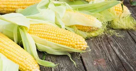 What is maize