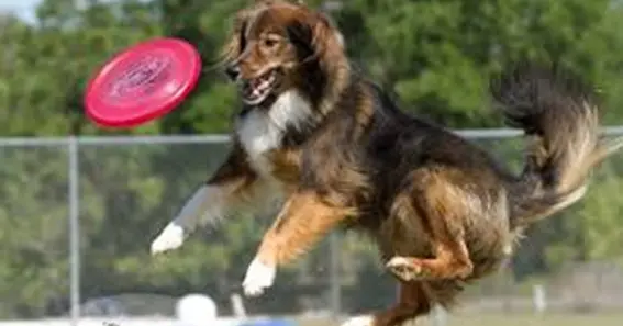 flying disk dog